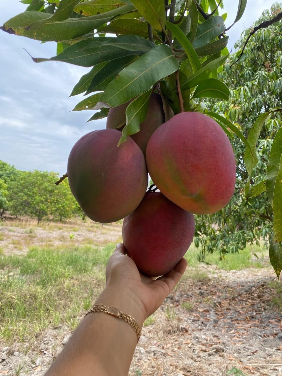 Sweet, Juicy Mangoes from Oaxaca