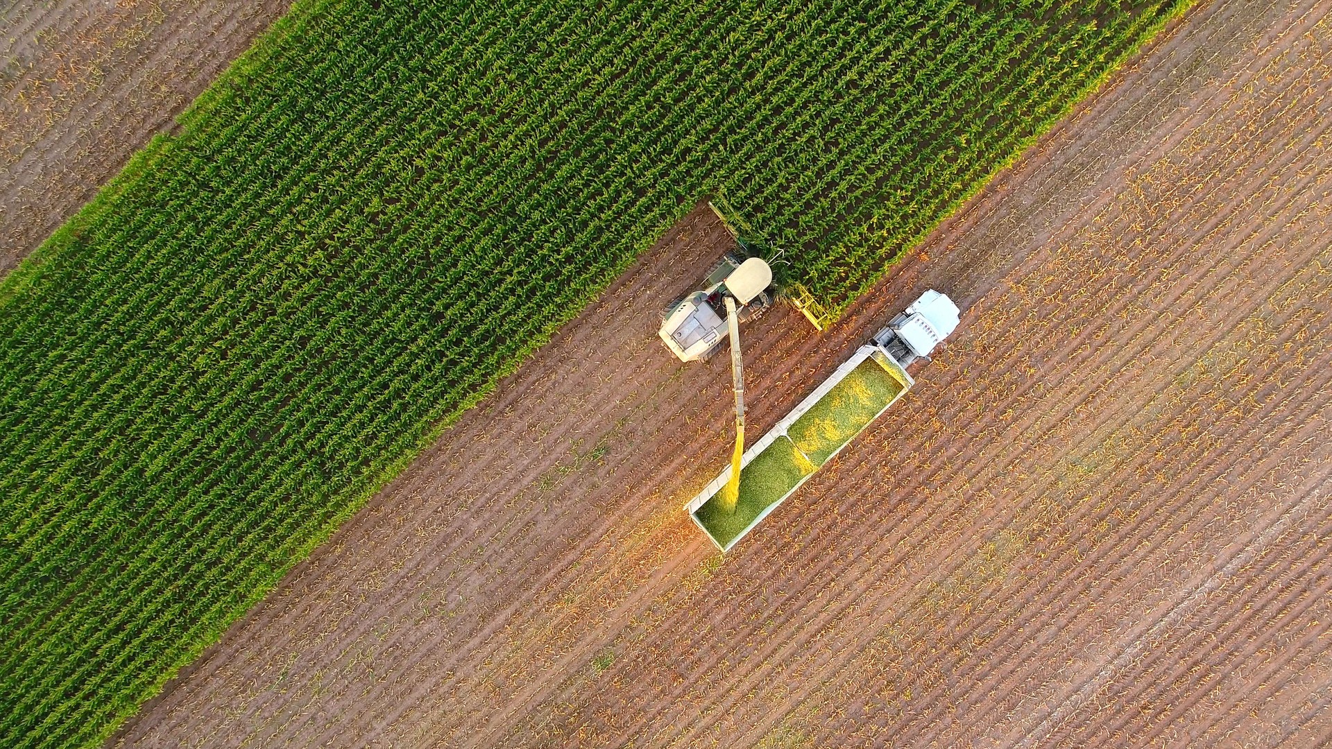 Tractor and farm machines harvesting corn in Autumn