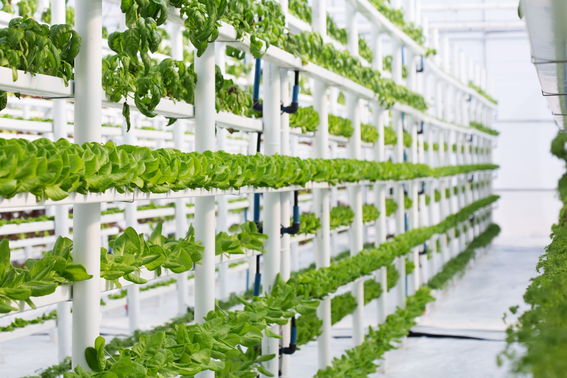 Hydroponic Butter Lettuce Farm