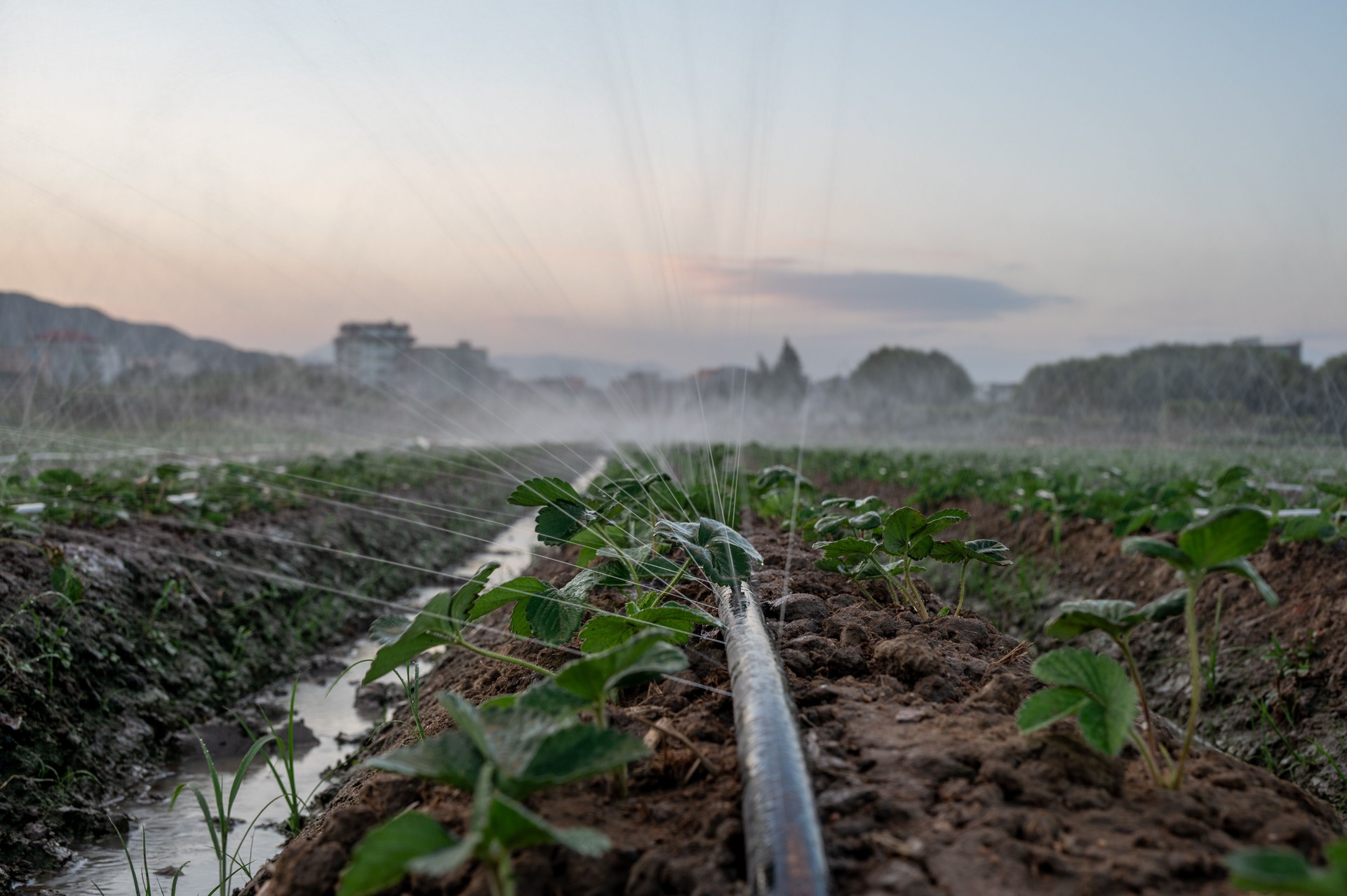 The automatic irrigation system of modern farmland is spraying water