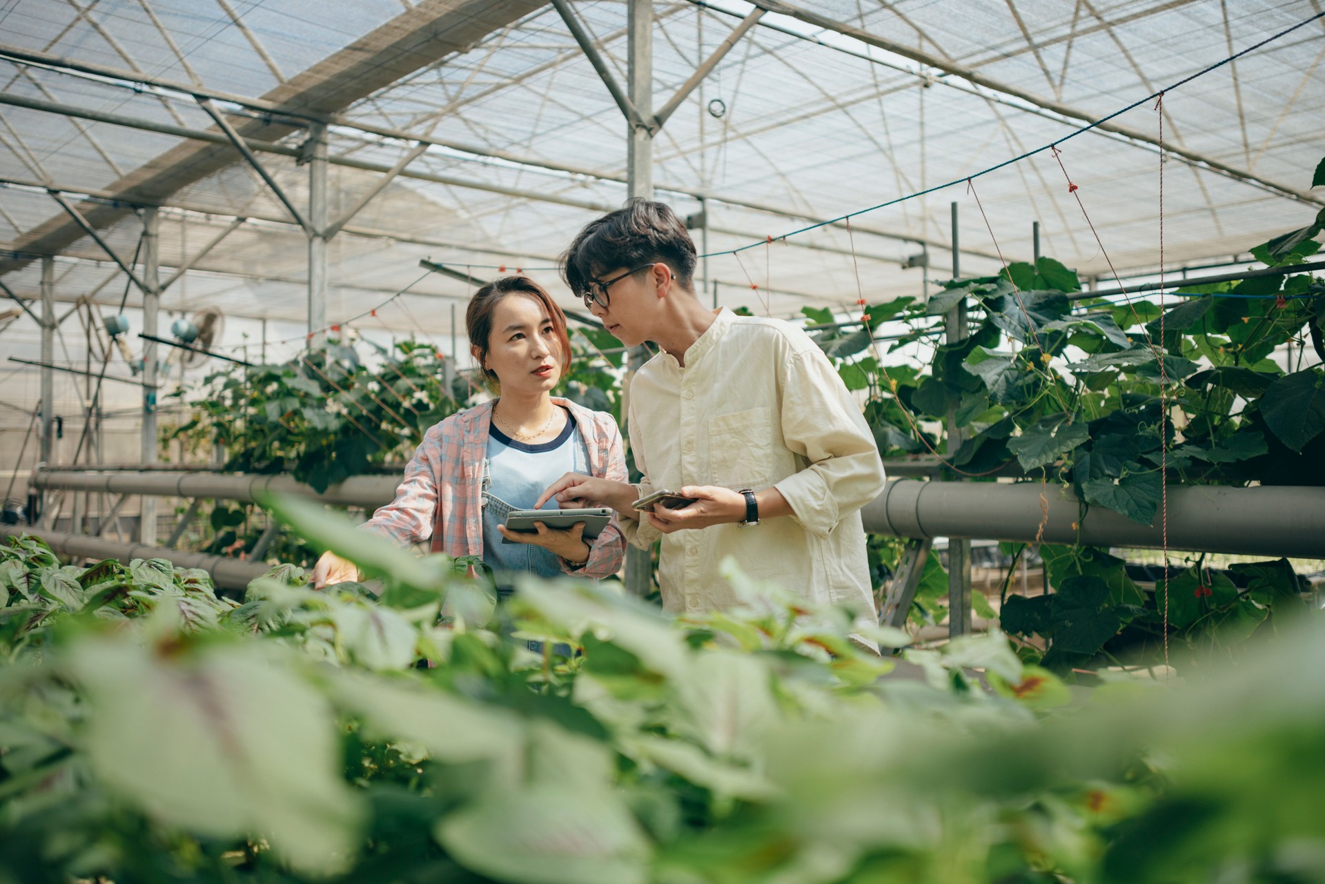 Two Asian farmers in a greenhouse field use tablet computers to inspect and record the growth of crops, applying technology in crop cultivation techniques.